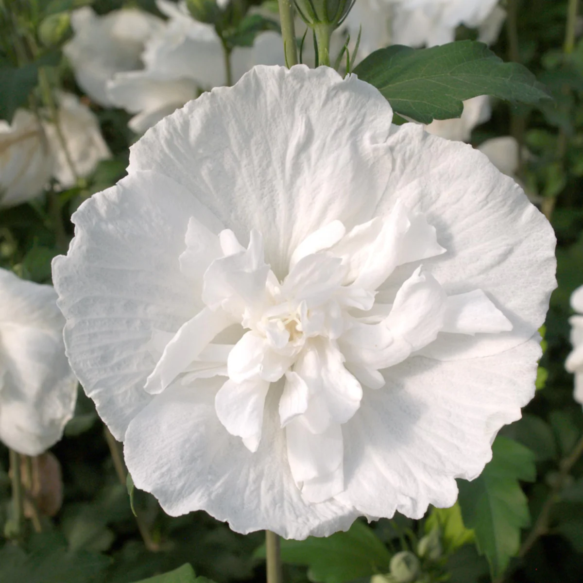 Gartenhibiskus 'White Chiffon®'