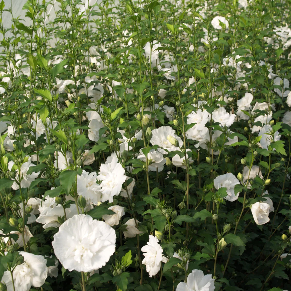 Gartenhibiskus 'White Chiffon®' - Image 2