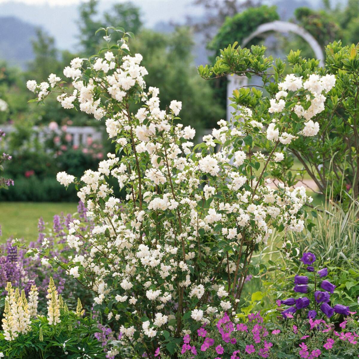 Gartenjasmin 'Schneesturm'