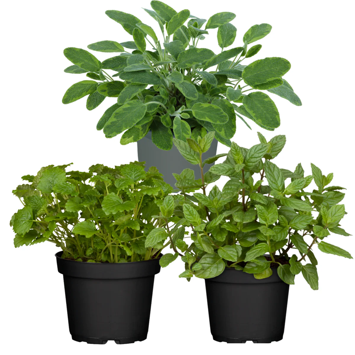 Gartenkräuter "Aromatische Gaumenfreude" - Image 2