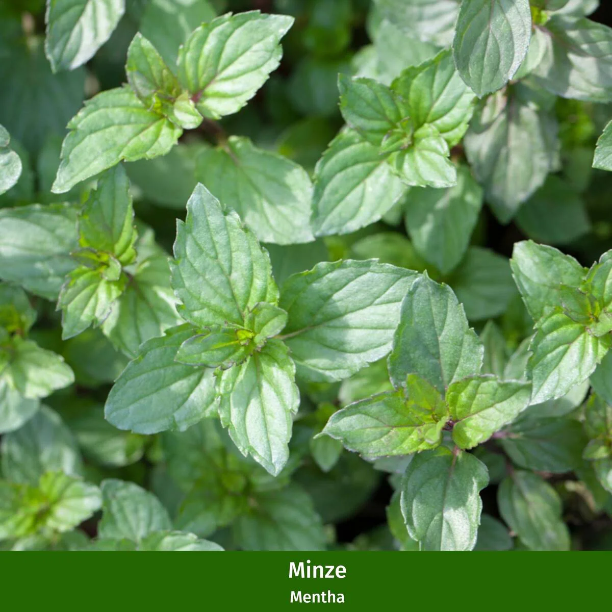 Gartenkräuter "Aromatische Gaumenfreude" - Image 5