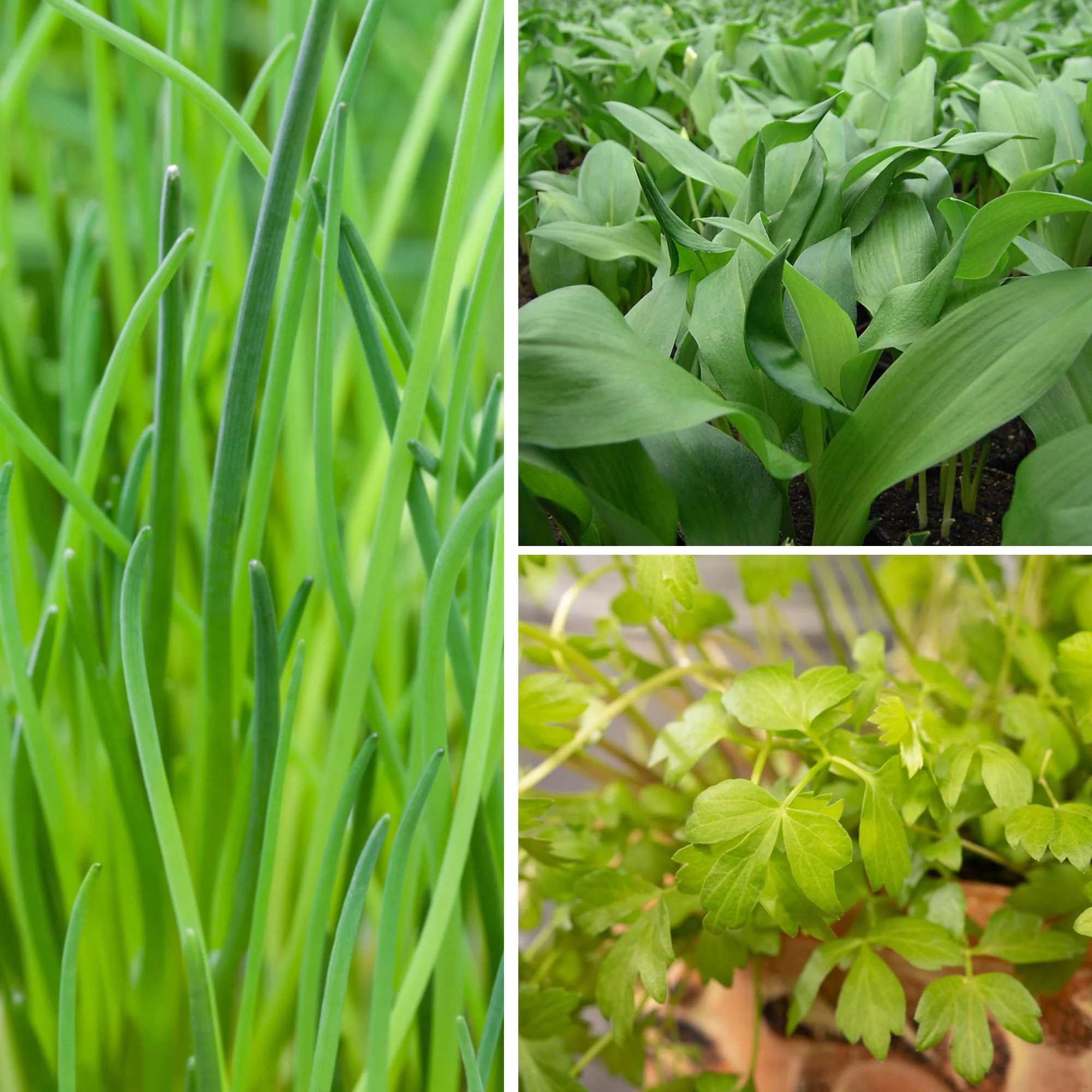 Gartenkräuter "Frühlingsboten"