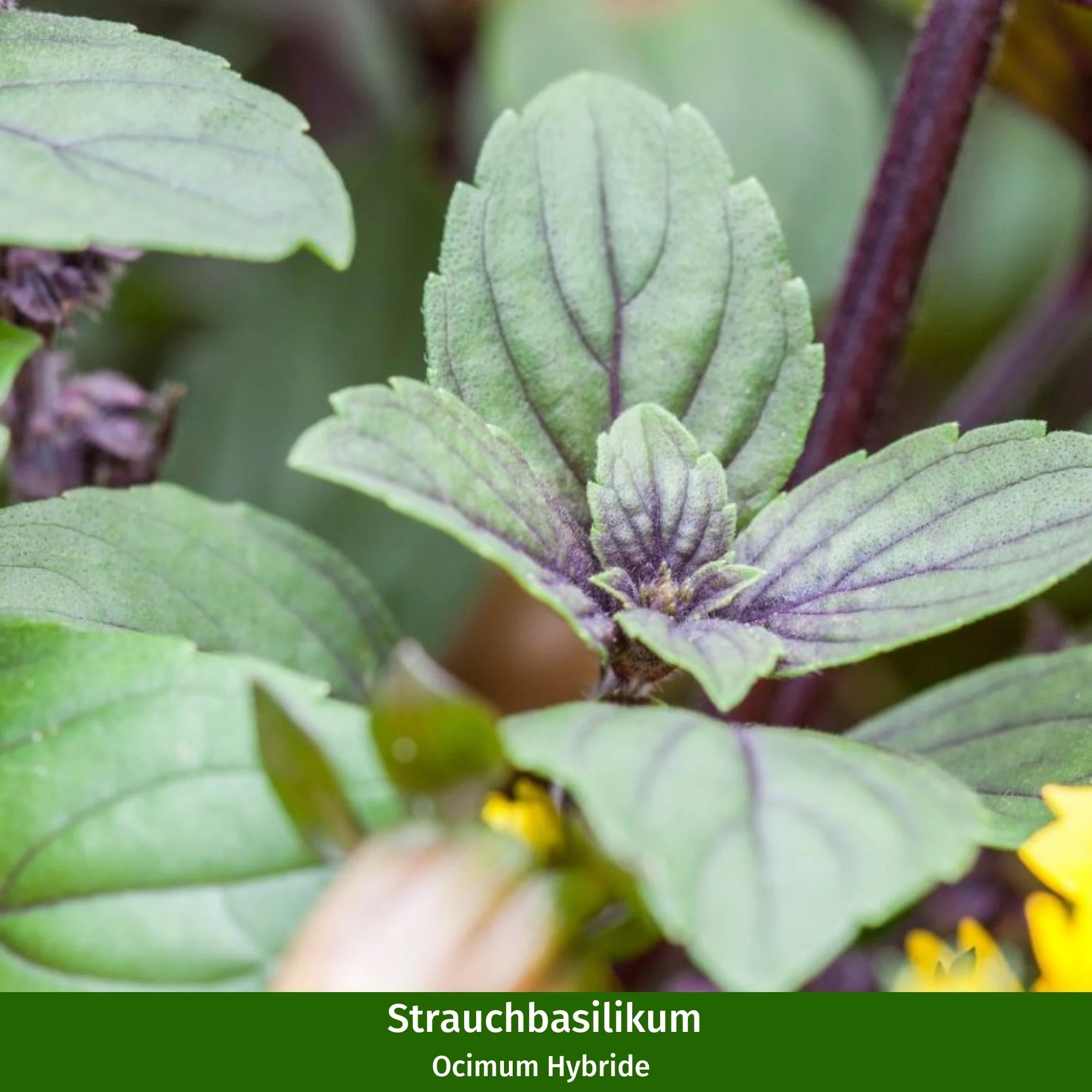 Gartenkräuter "Klassische Küche" - Image 3