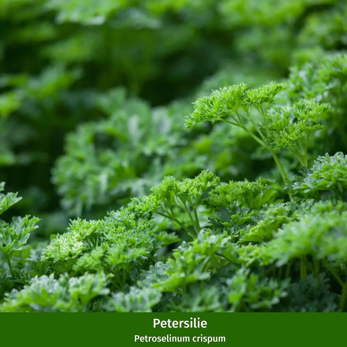 Gartenkräuter "Klassische Küche" - Image 4