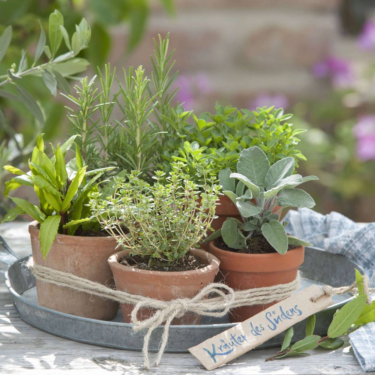 Gartenkräuter "Kräuter des Südens"