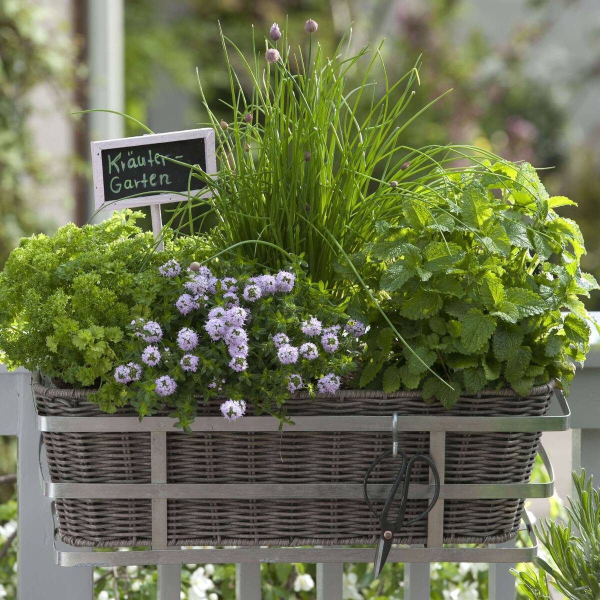 Gartenkräuter "Kräuterkorb"