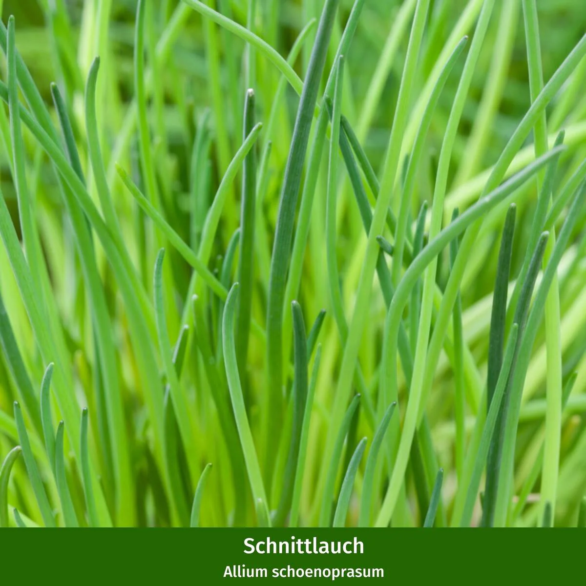 Gartenkräuter "Kräuterkorb" - Image 4