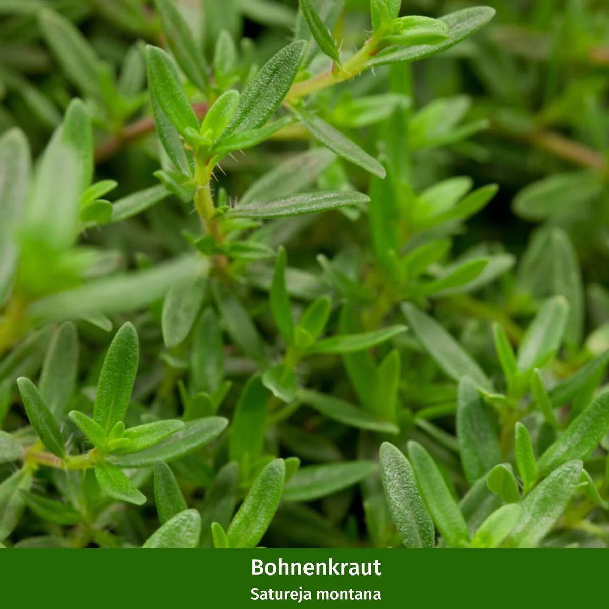 Gartenkräuter "Lavendel & Freunde" - Image 2
