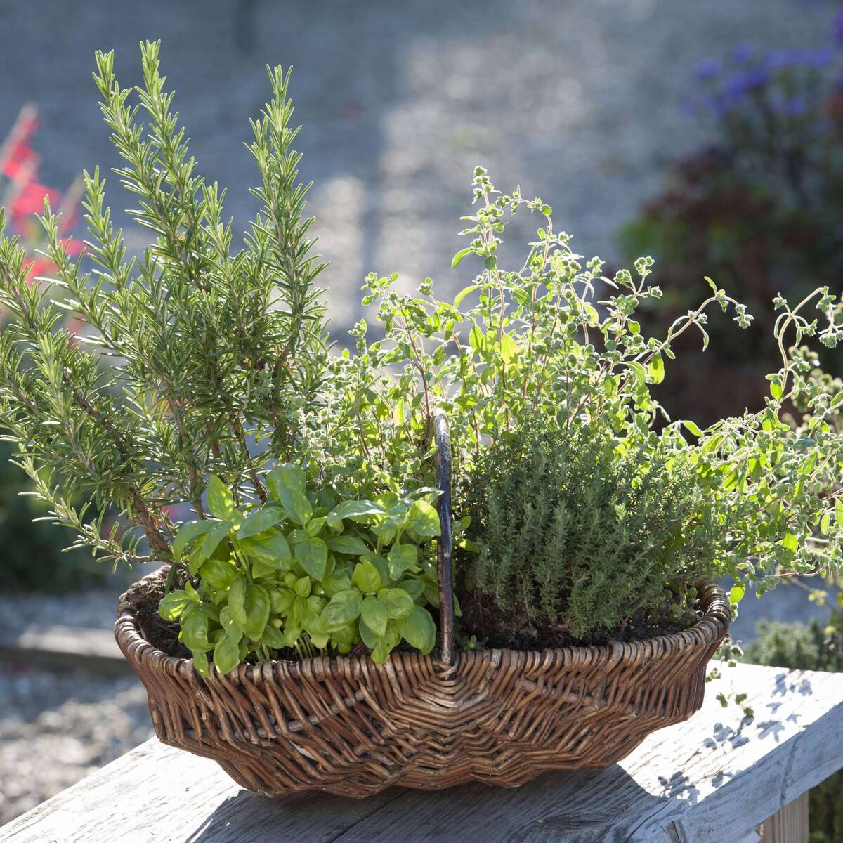 Gartenkräuter "Mediterrane Genüsse"