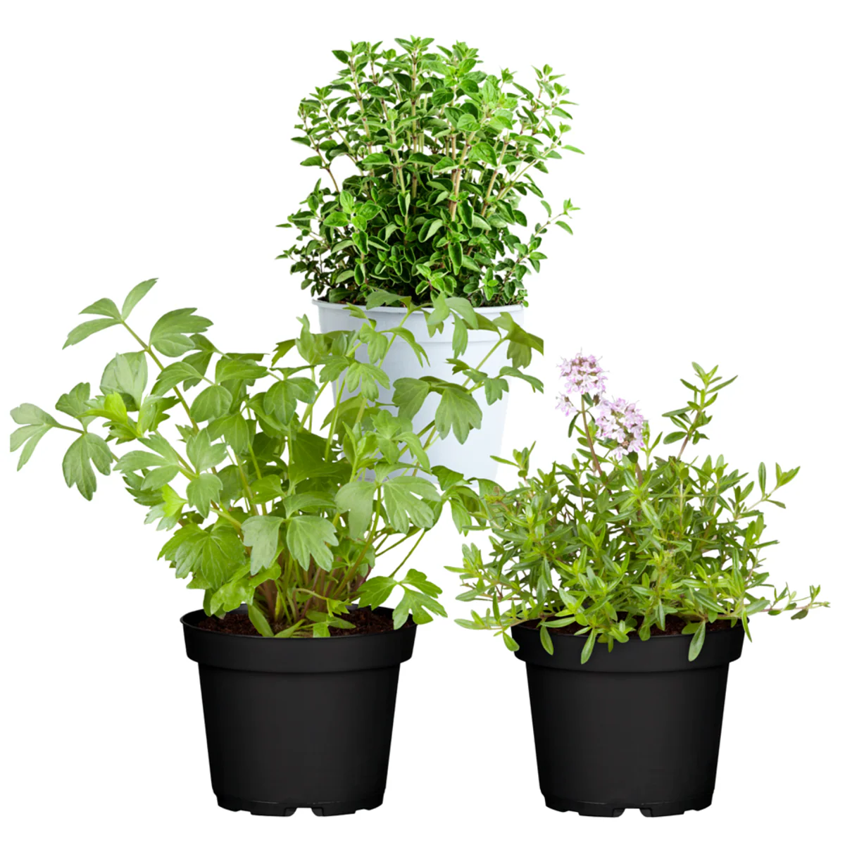 Gartenkräuter "Oma's Küche" - Image 2