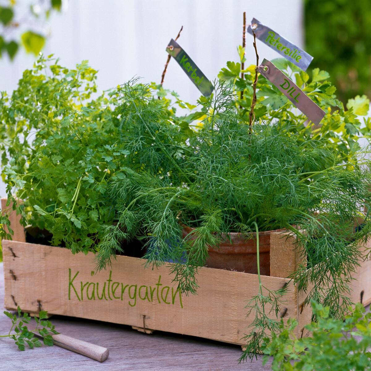 Gartenkräuter "Würziges Trio"