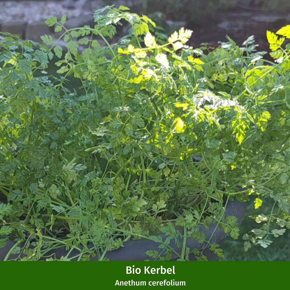 Gartenkräuter "Würziges Trio" - Image 2