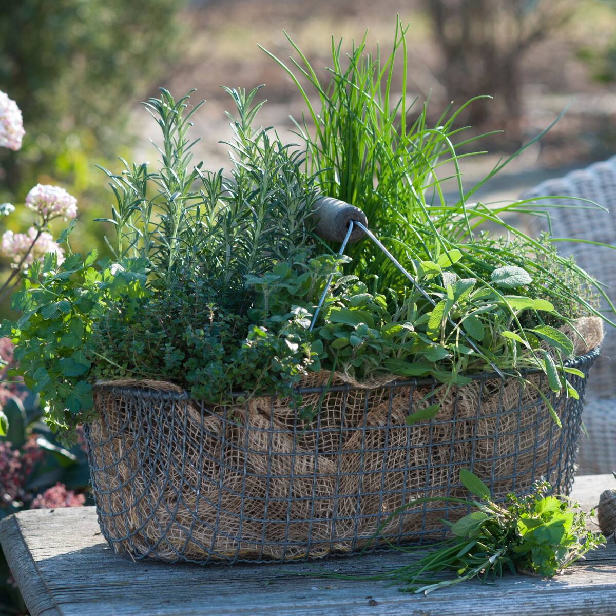Gartenkräuter "Würzklassiker"