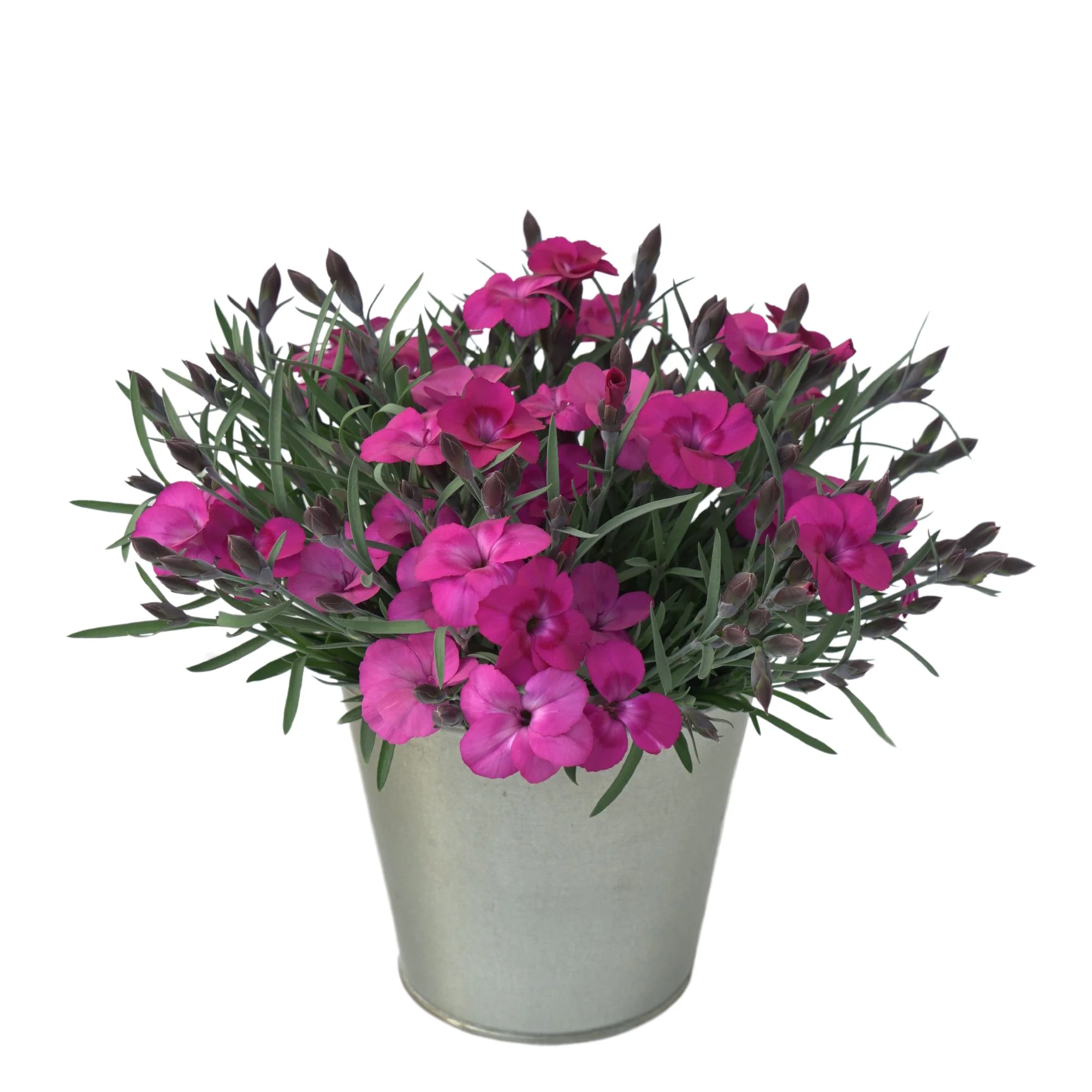 Gartennelke 'Neon Flush'