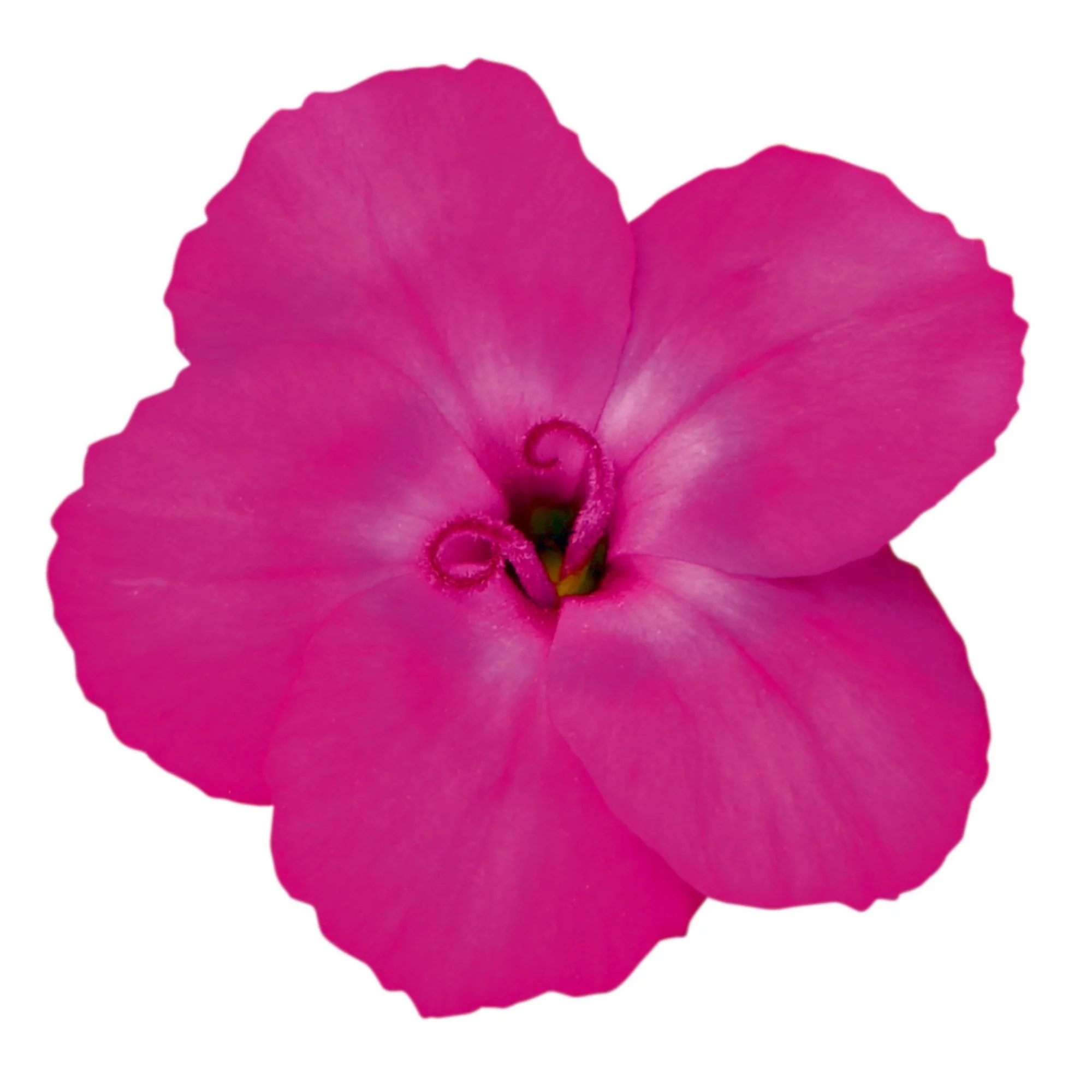 Gartennelke 'Neon Flush' - Image 2