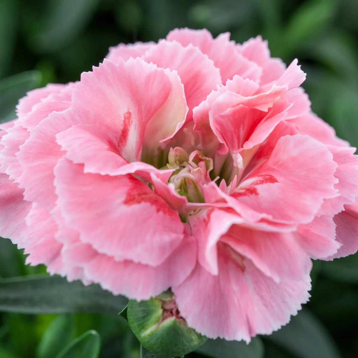 Gartennelke 'Oscar®' - Image 4