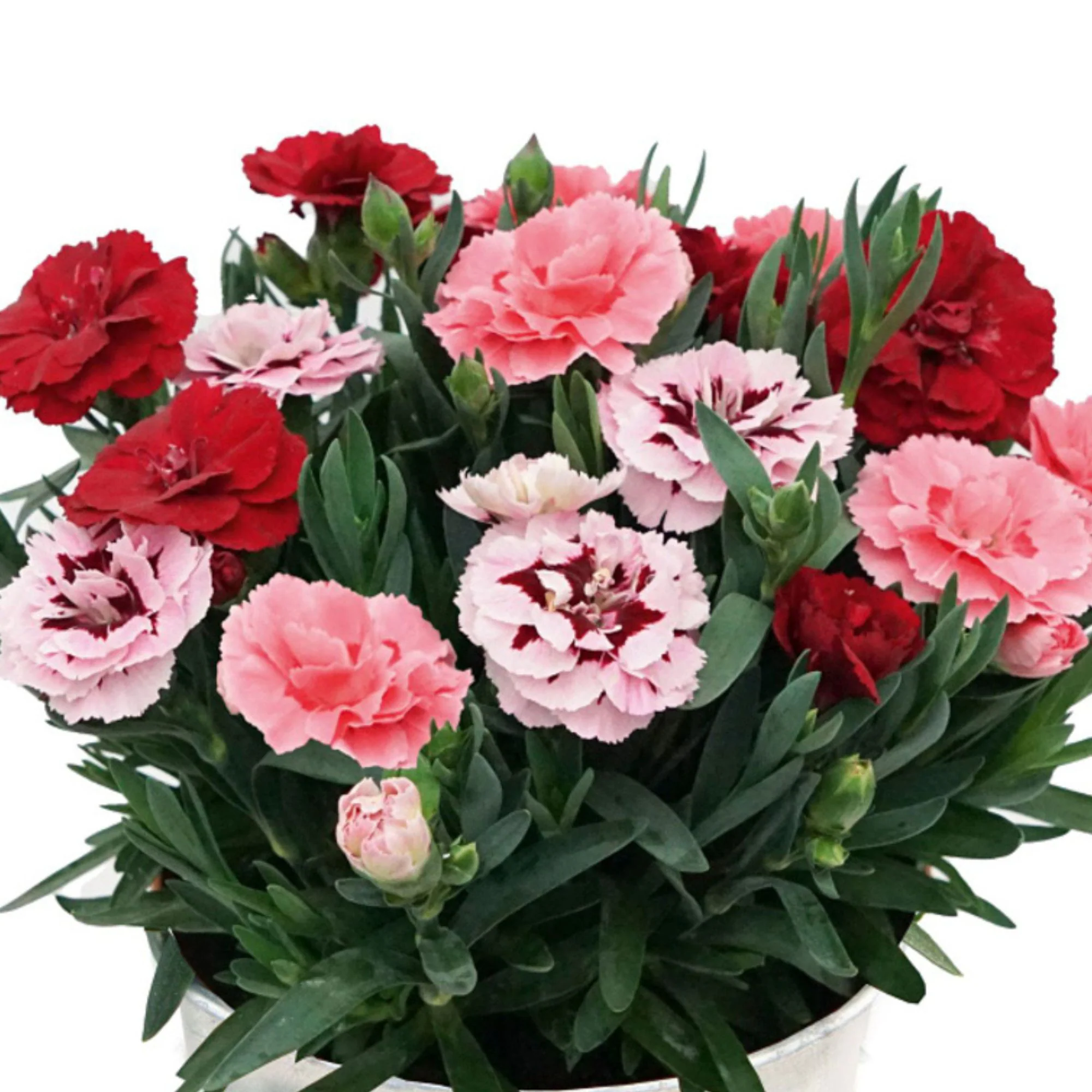Gartennelke 'Oscar® Trio'