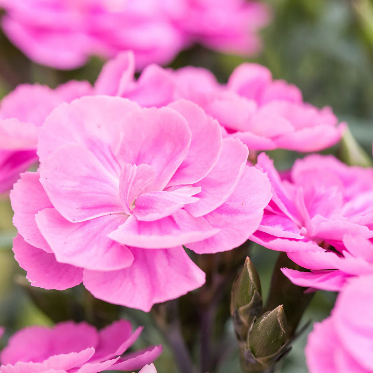 Gartennelke 'Pemanⓢ' - Image 3