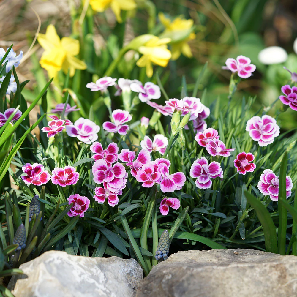 Gartennelke 'Pink Kisses®' - Image 3