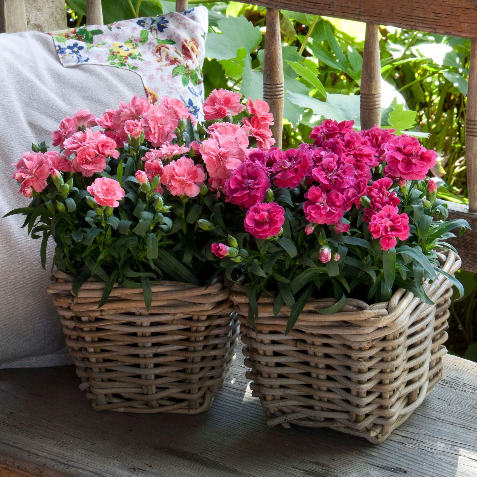 Gartennelken-Set 'Oscar®'
