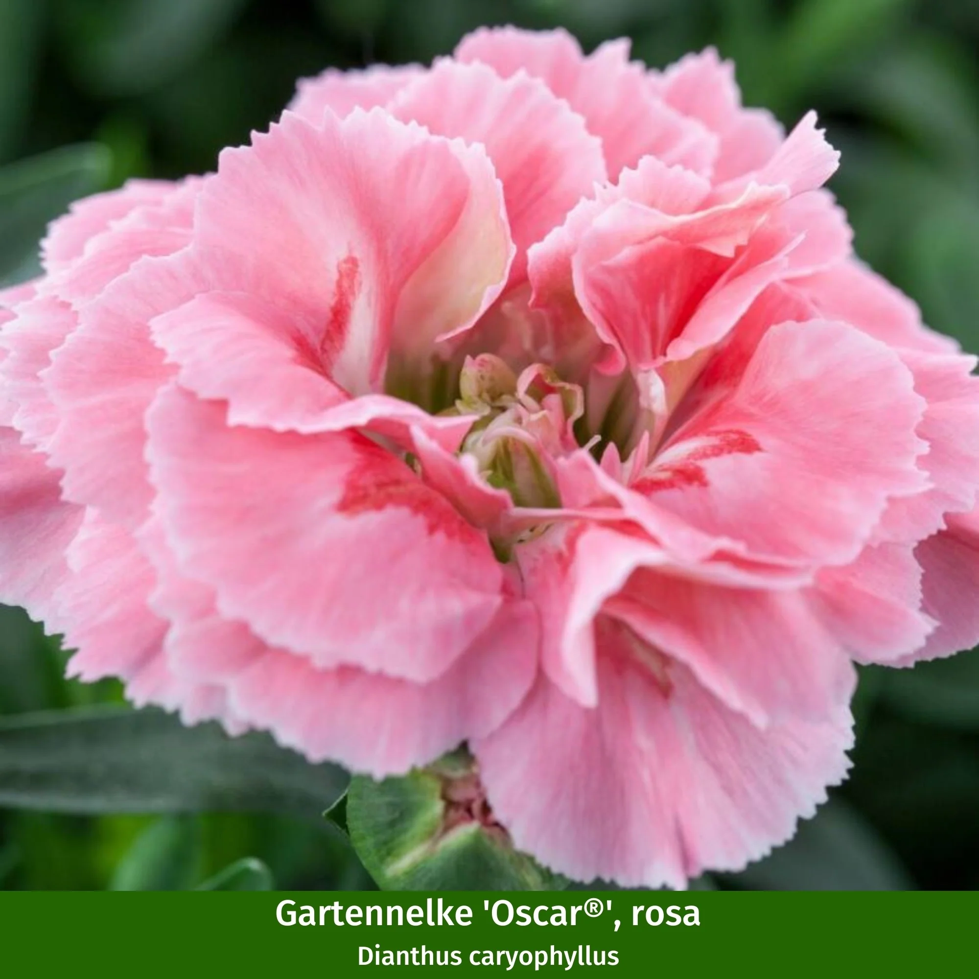 Gartennelken-Set 'Oscar®' - Image 2