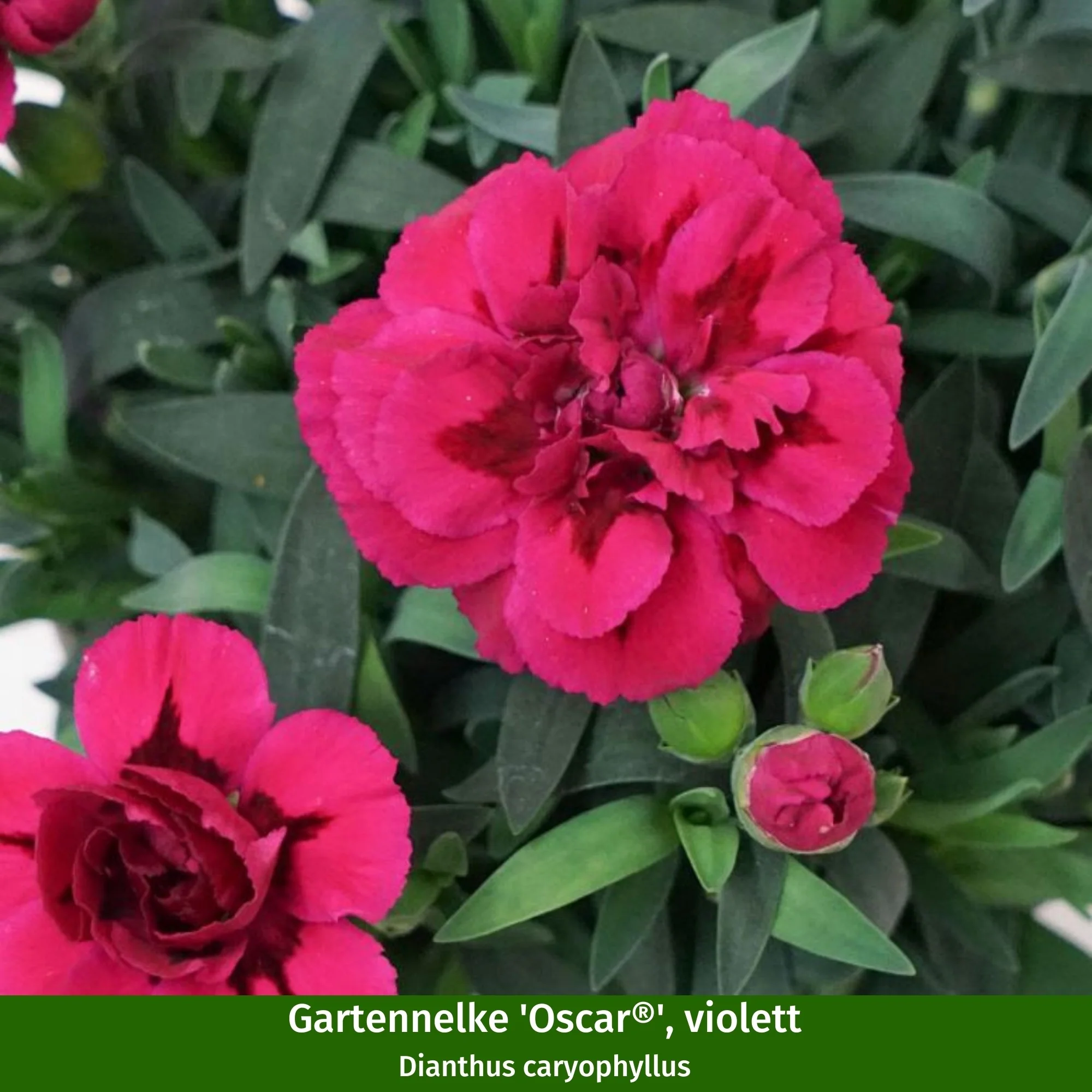 Gartennelken-Set 'Oscar®' - Image 3