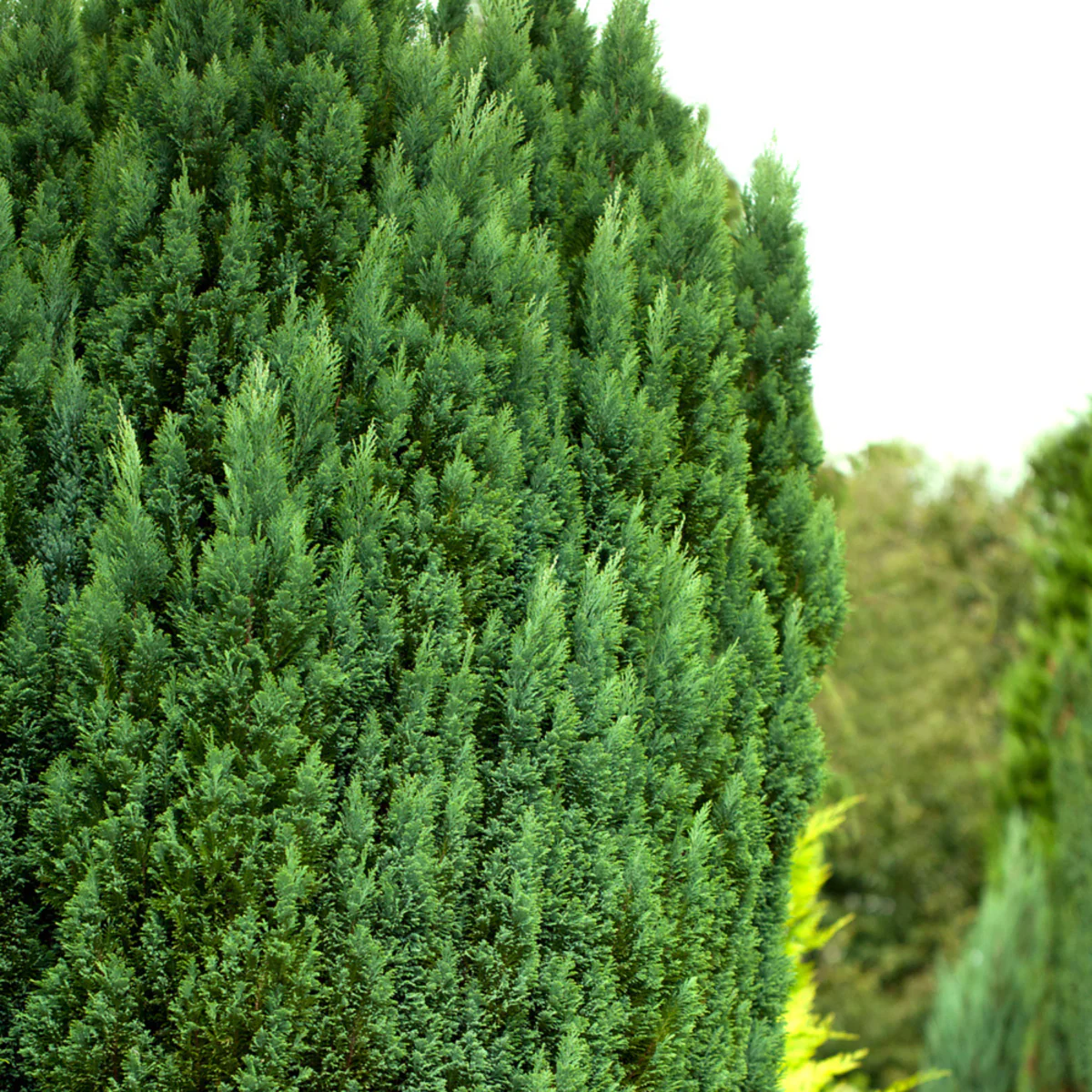 Gartenzypresse 'Snow White'