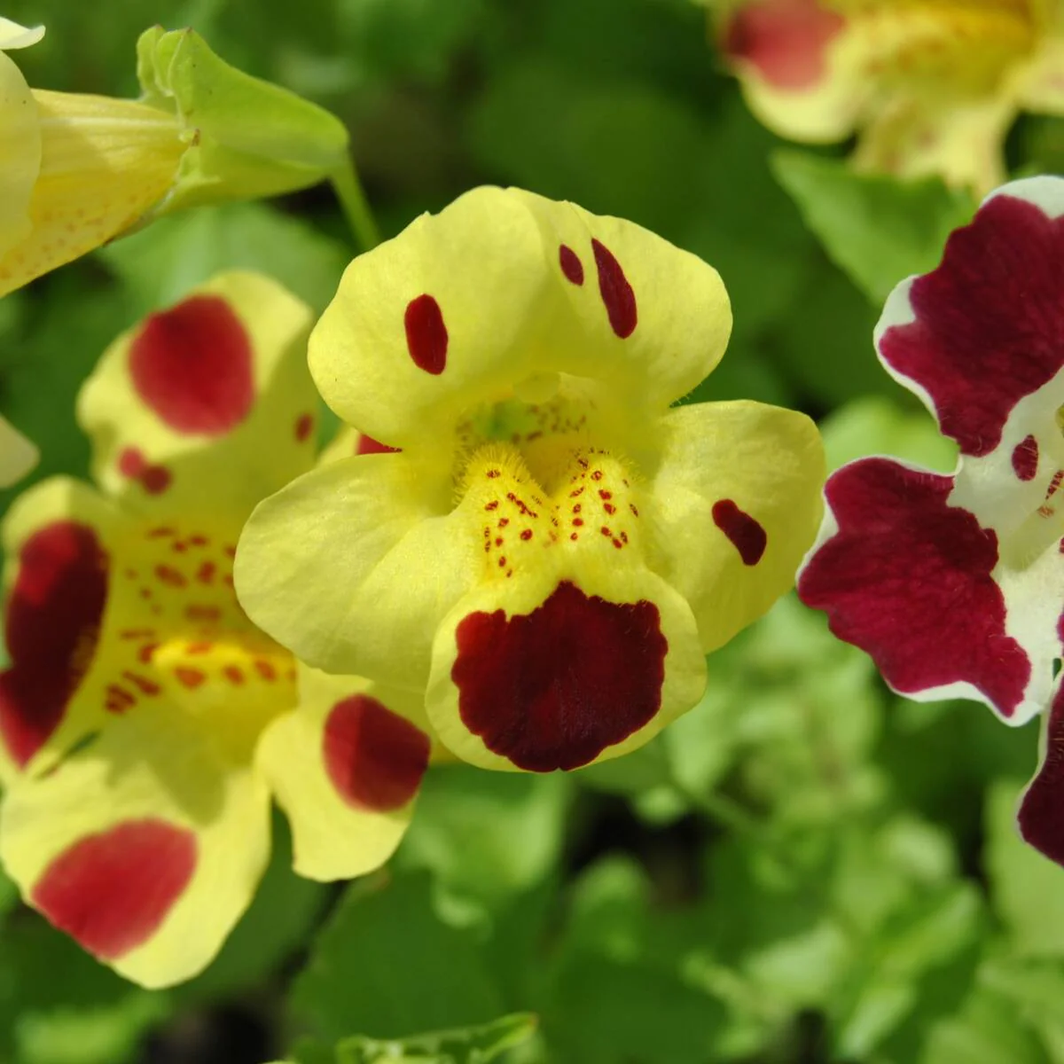 Gauklerblume - Image 4