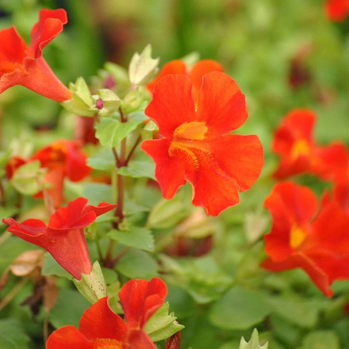 Gauklerblume 'Roter Kaiser'