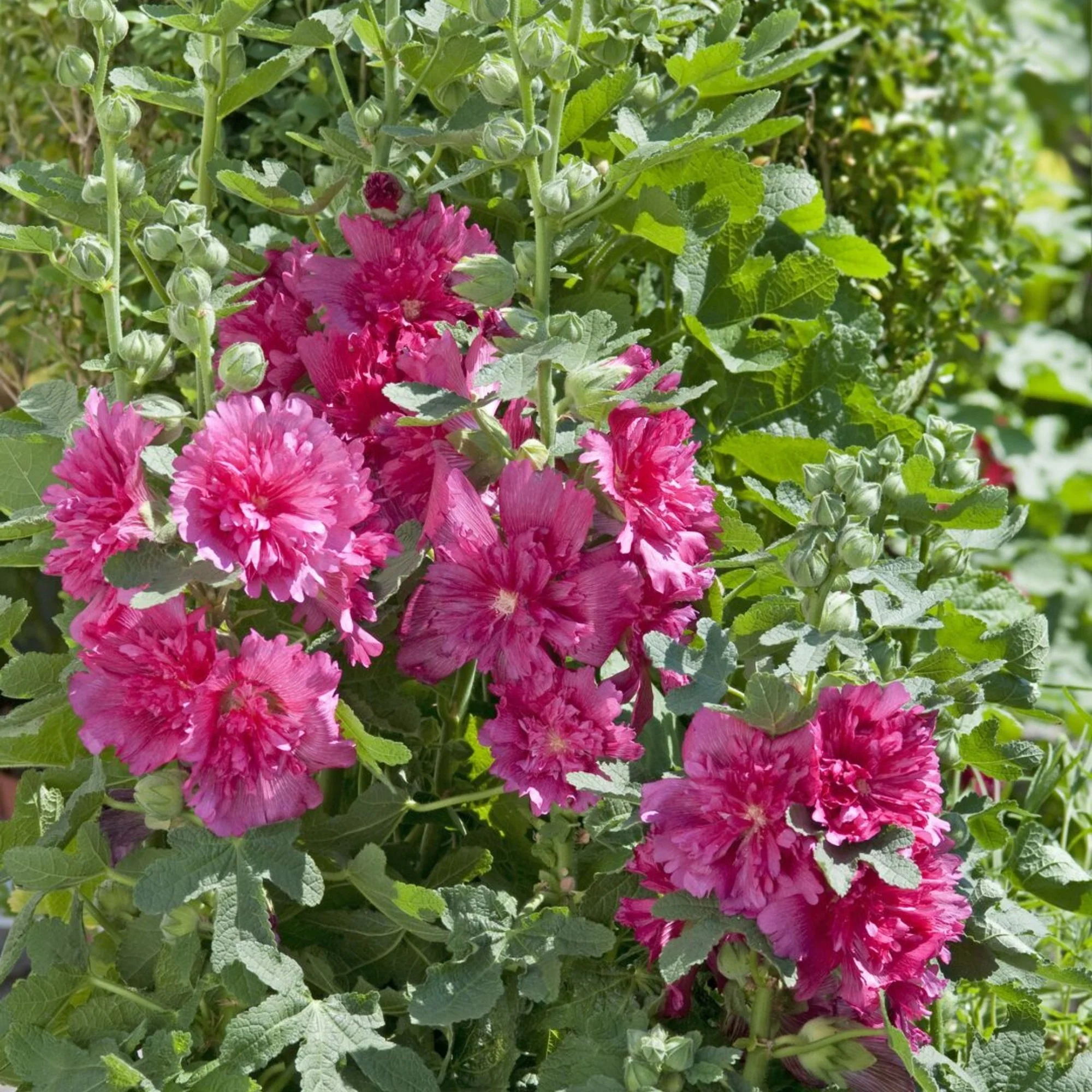 Gefülltblühende Stockrose 'Pleniflora' - Image 6