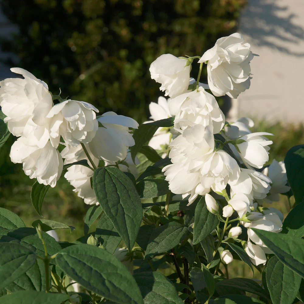 Gefüllter Pfeifenstrauch 'Little White Love®' - Image 3