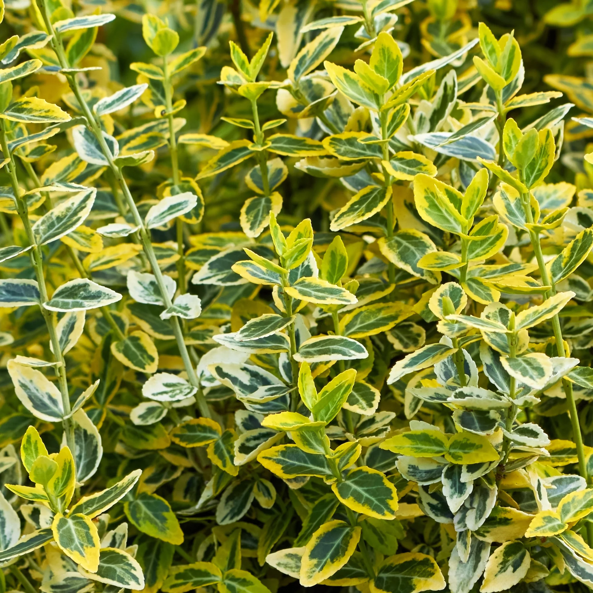 Gelbbunte Kriechspindel 'Emerald'n Gold' - Image 2