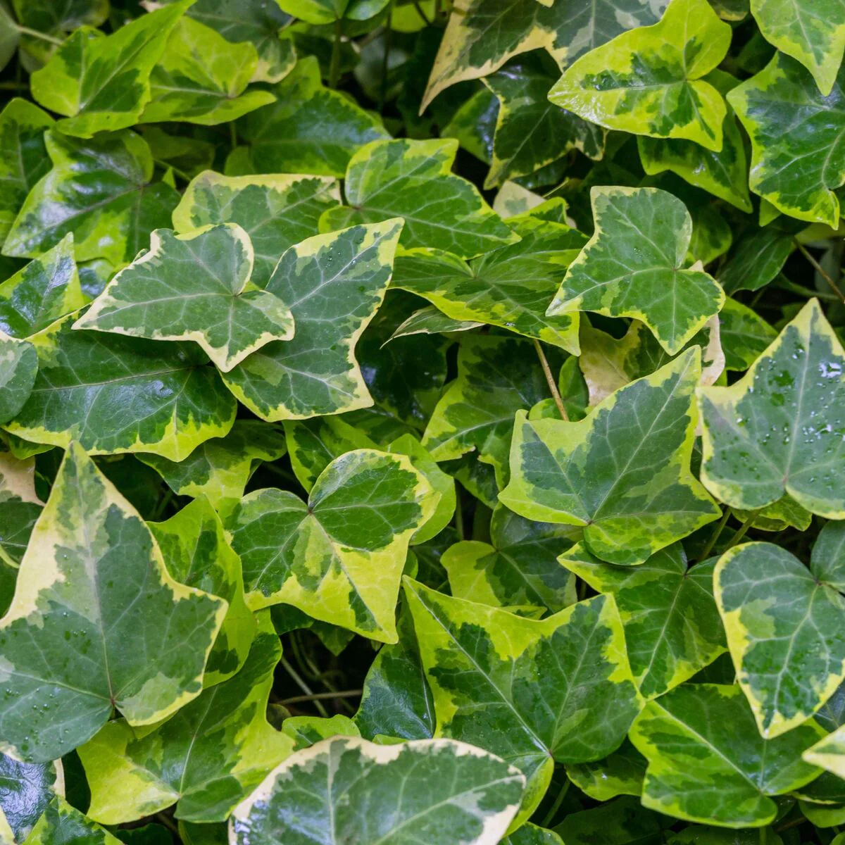 Gelbbunter Efeu 'Goldchild'