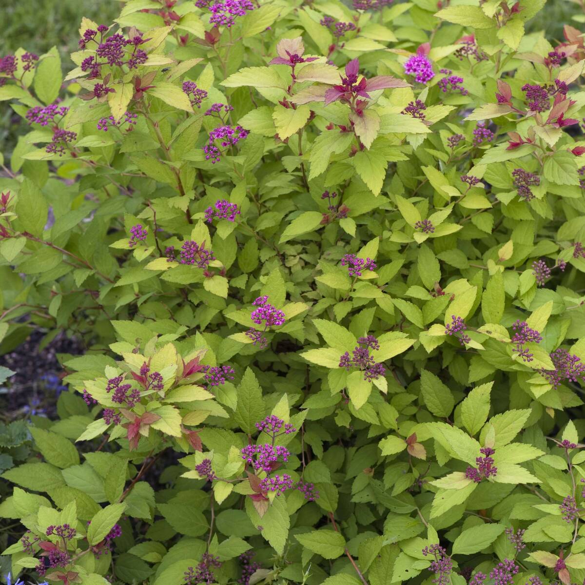 Gelbe Zwergspiere 'Golden Princess', 12 Pflanzen