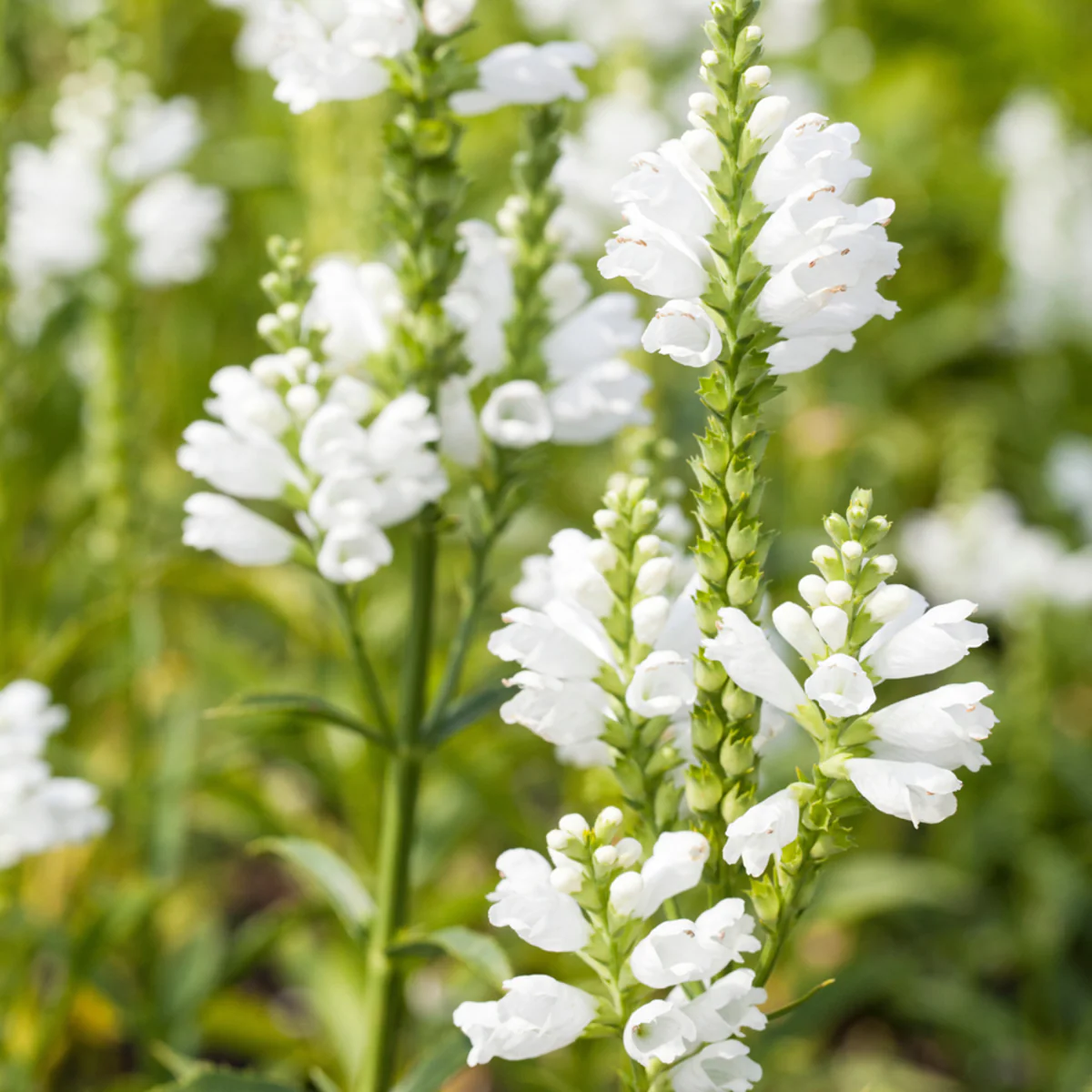 Gelenkblume 'Summer Snow'