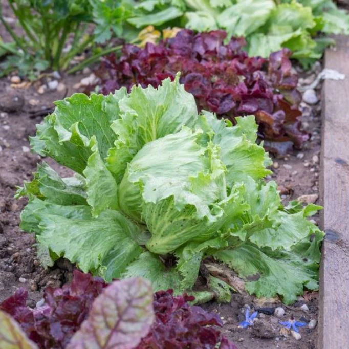 Gemüse-Set "Eisbergsalat-Mix" - Image 2