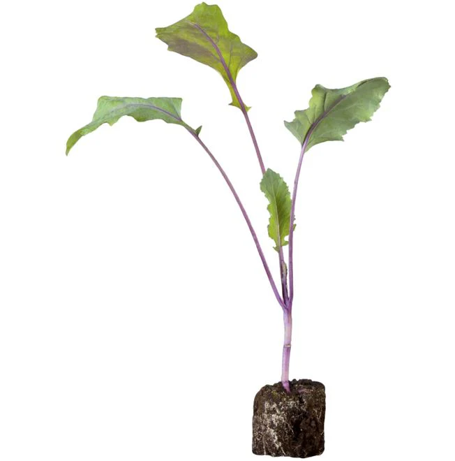 Gemüse-Set "Kohlrabi-Mix" - Image 2