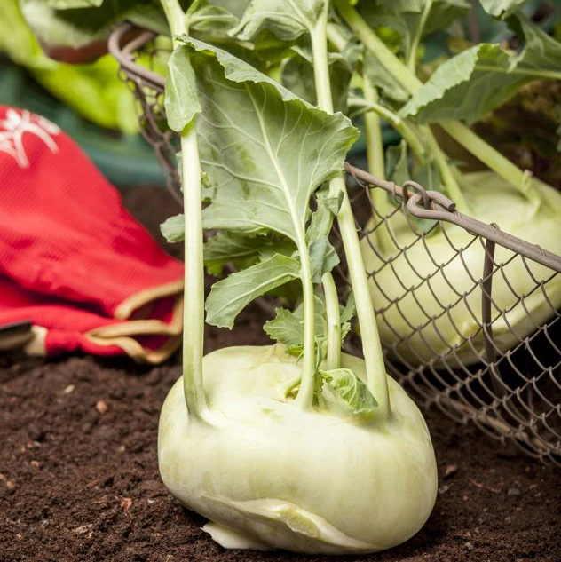 Gemüse-Set "Kohlrabi-Mix" - Image 3