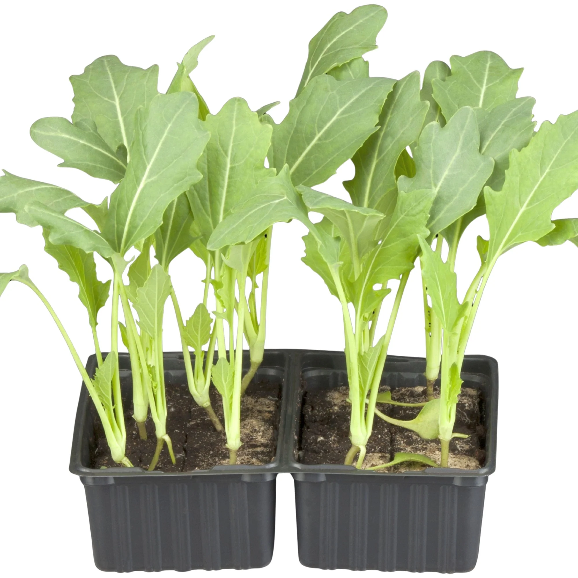 Gemüse-Set "Kohlrabi-Mix" - Image 4
