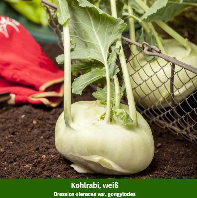 Gemüse-Set "Kohlrabi-Mix in Blau & Weiß" - Image 2