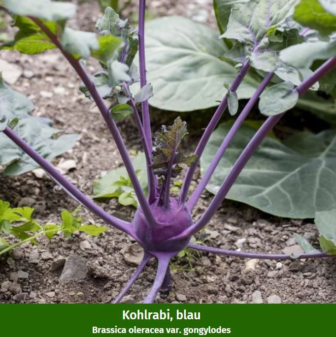 Gemüse-Set "Kohlrabi-Mix in Blau & Weiß" - Image 3