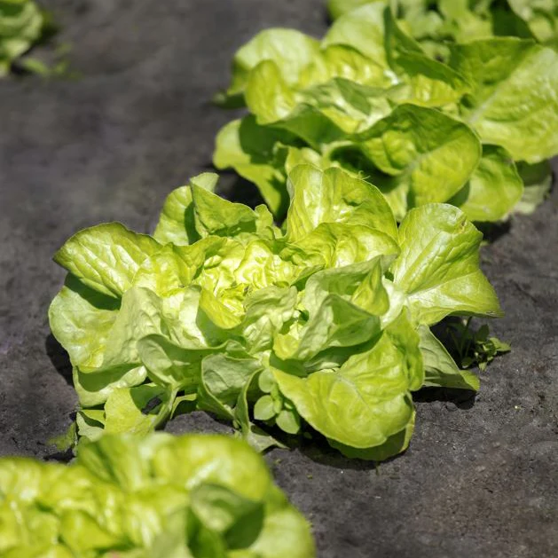 Gemüse-Set "Kopfsalat-Mix"