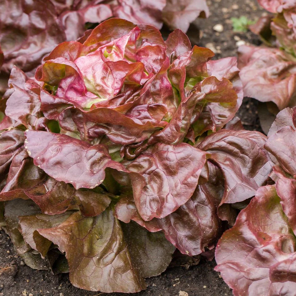 Gemüse-Set "Kopfsalat-Mix" - Image 3