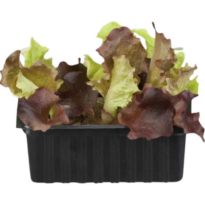 Gemüse-Set "Kopfsalat-Mix" - Image 4