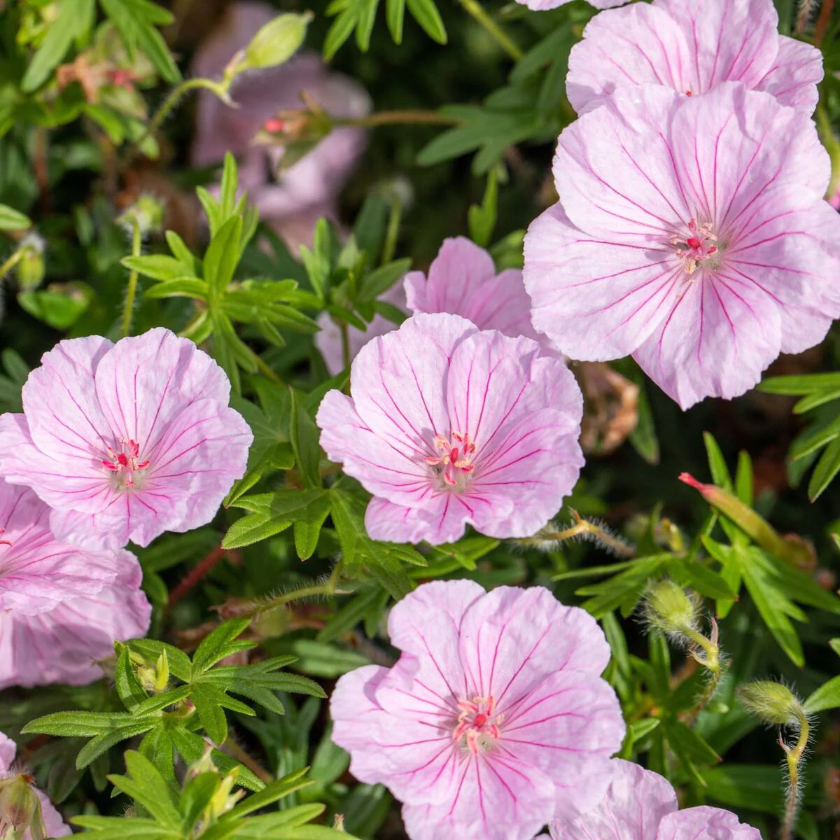 Gestreifter Storchschnabel 'Striatum'