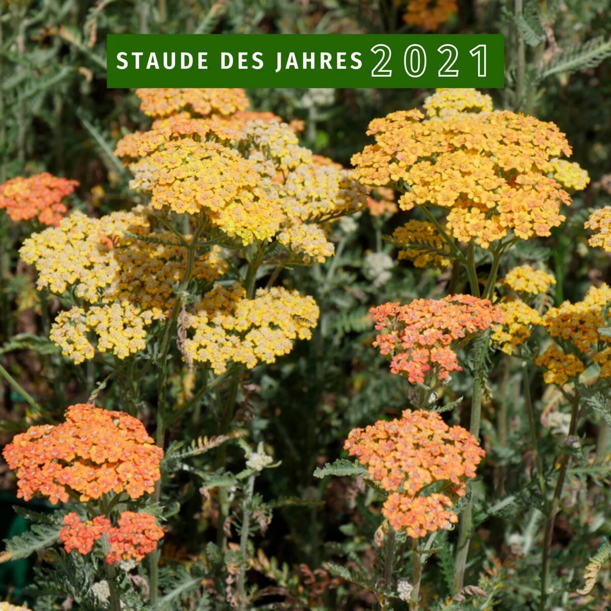 Gewöhnliche Schafgarbe - Image 7