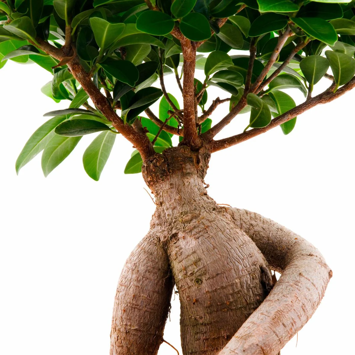 Ginseng-Bonsai - Image 3