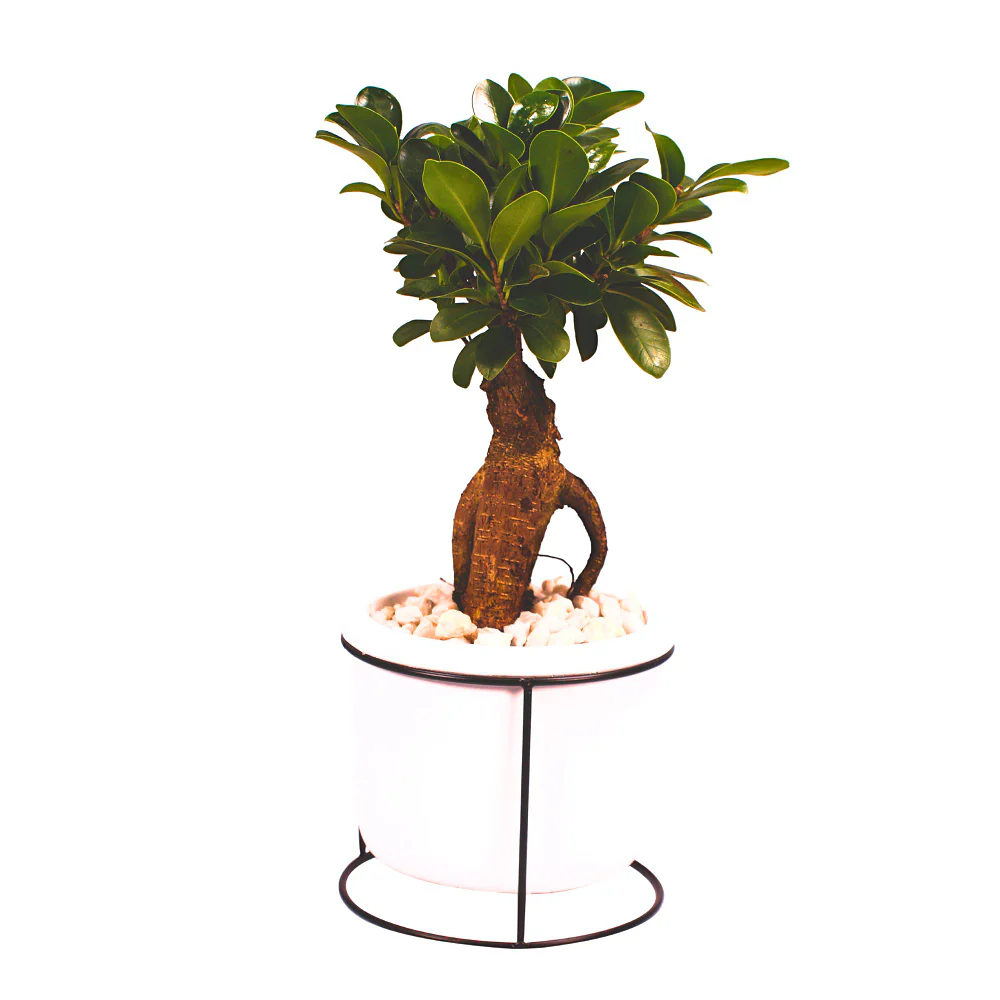 Ginseng-Bonsai im Betontopf - Image 2