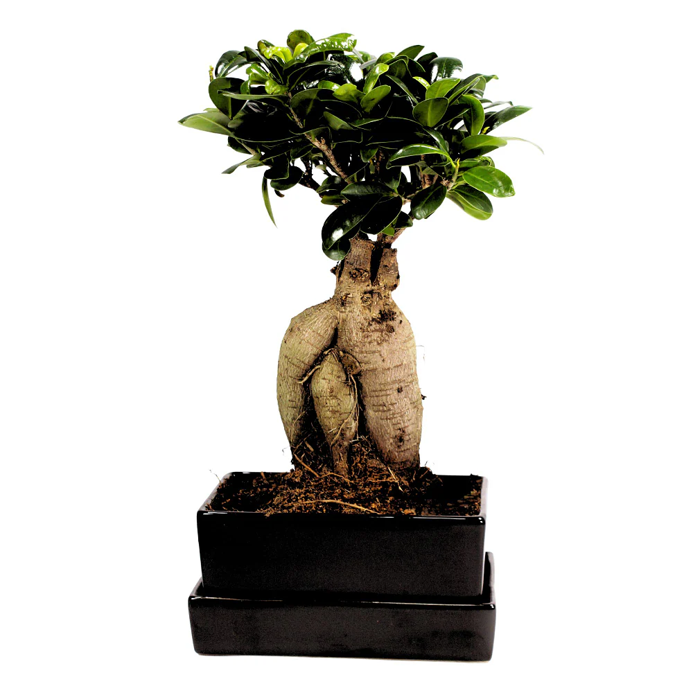 Ginseng-Bonsai im Keramikübertopf mit Wasserspeicher