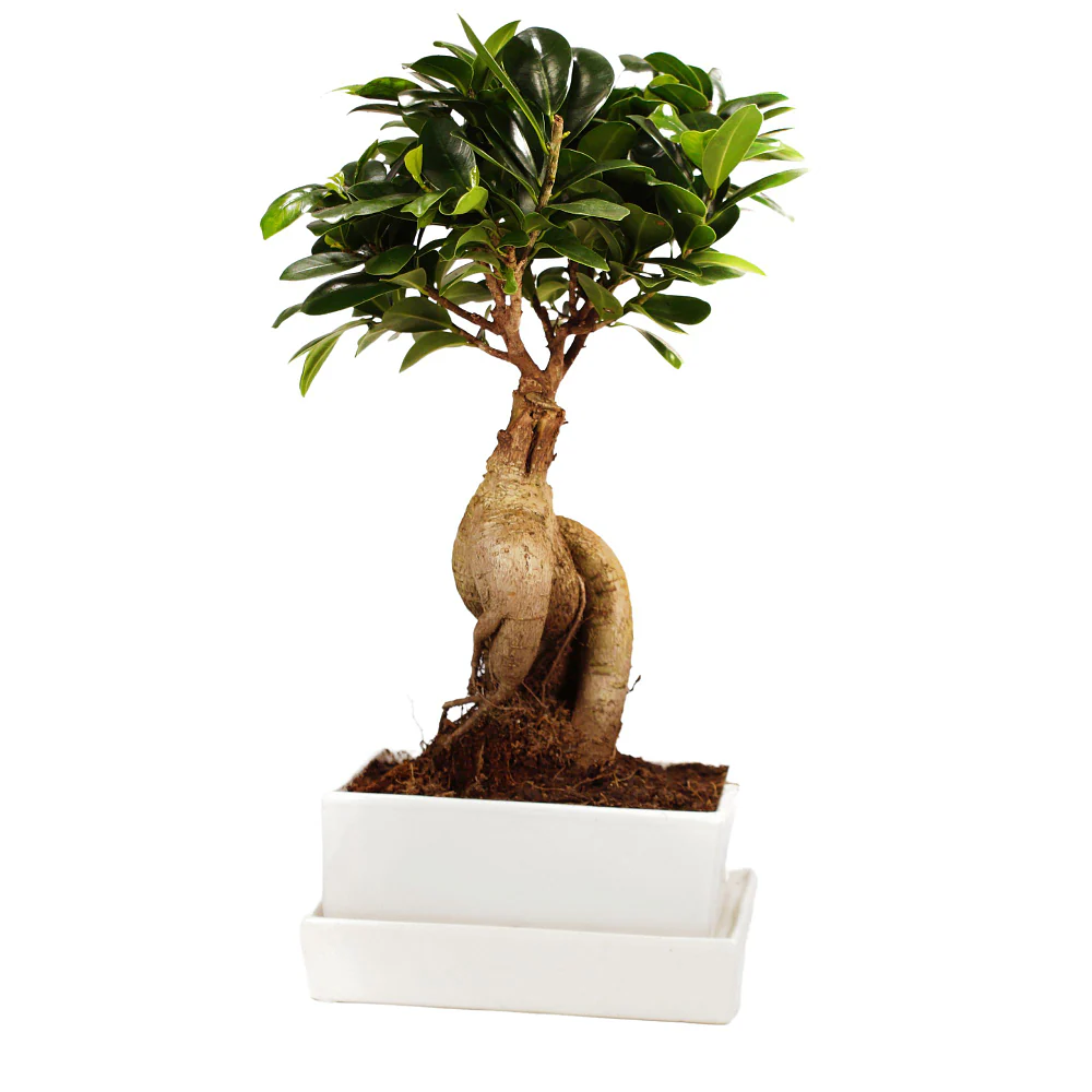 Ginseng-Bonsai im Keramikübertopf mit Wasserspeicher - Image 2